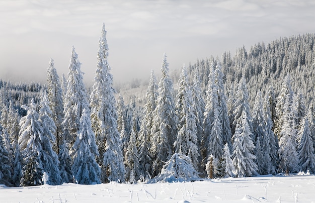 Winter calm mountain landscape with rime and snow covered spruce trees