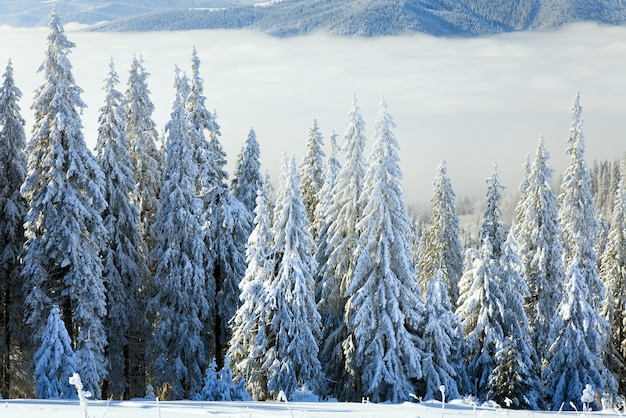 Winter calm mountain landscape with rime and snow covered spruce trees