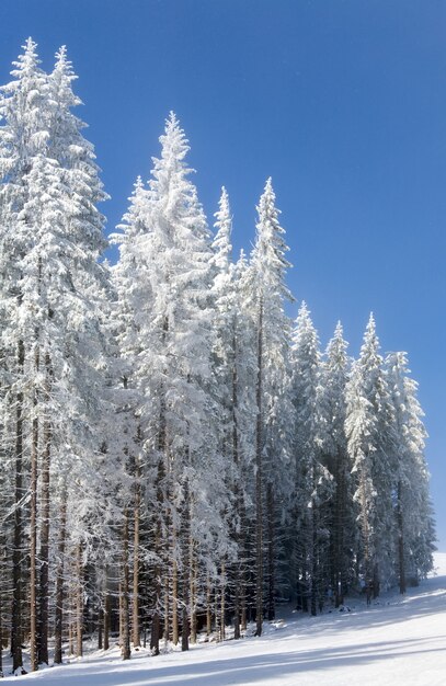 Winter calm mountain landscape with rime and snow covered spruce trees