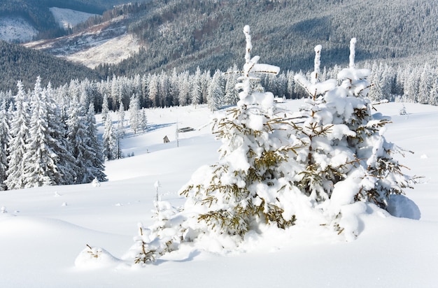 경사면에 헛간과 아름다운 전나무가 있는 겨울의 고요한 산 풍경(Kukol Mount, Carpathian Mountains, Ukraine)