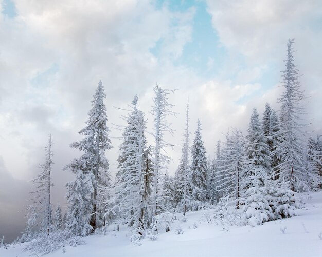 Winter calm mountain landscape with snowfall ang beautiful fir trees on slope kukol mount carpathian mountains ukraine