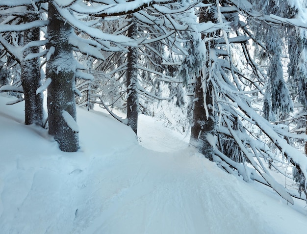 Winter Carpathian forest