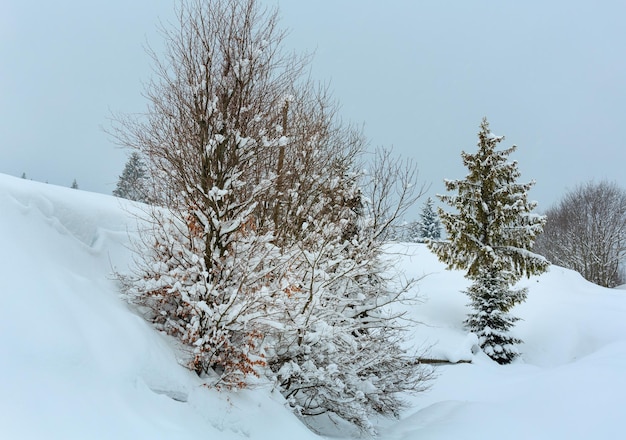 Winter Carpathian Mountains landscape