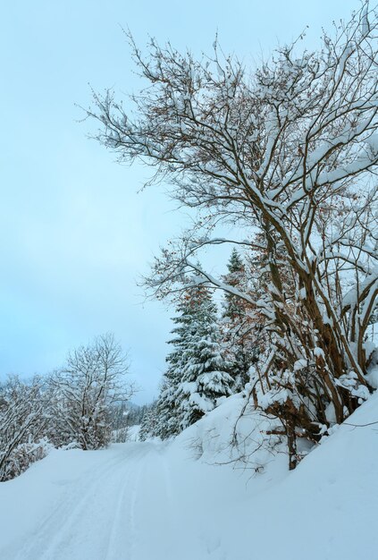 Winter Carpathian Mountains landscape