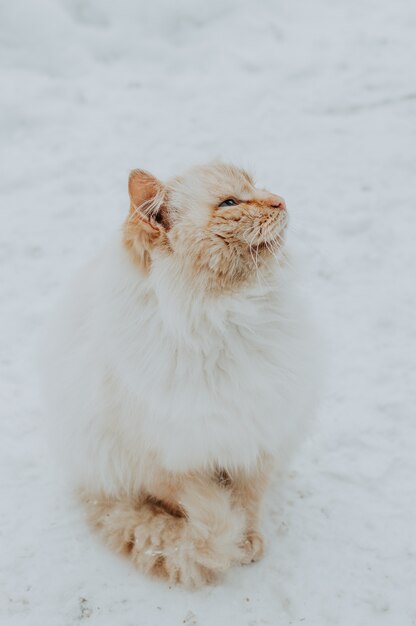 Foto gatto d'inverno