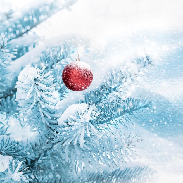 Winter christmas art background Blue spruce with Christmas red ball in white snow in a winter forest Square image