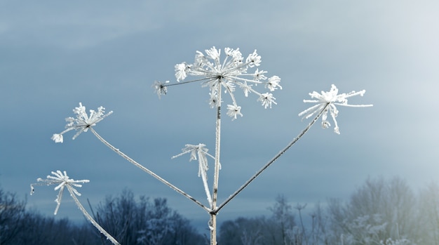 冬のクリスマスの風景。冬のシーン。凍った花。