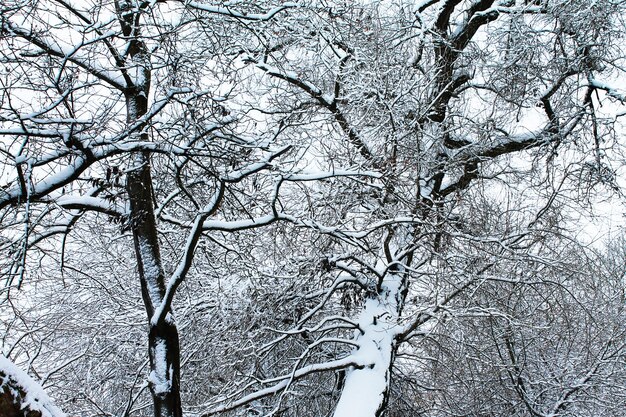 冬のクリスマスと新年雪に覆われた美しい木のてっぺん冬の風景