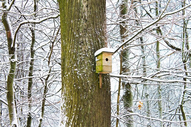 Winter Christmas and New Year Little Snowy House of the Starlings Winter landscape