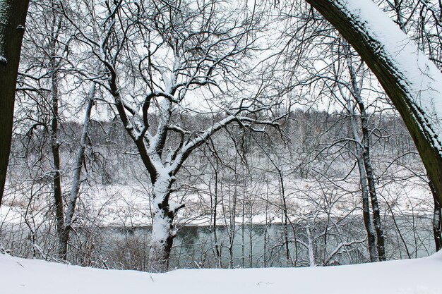 Winter Christmas and New Year Snowy trees are reflected in the cold river Winter landscape