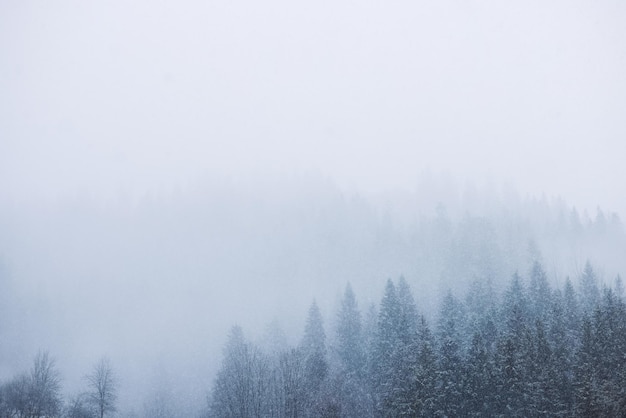 山の雪に覆われた松林の冬のクリスマスのシーンビュー
