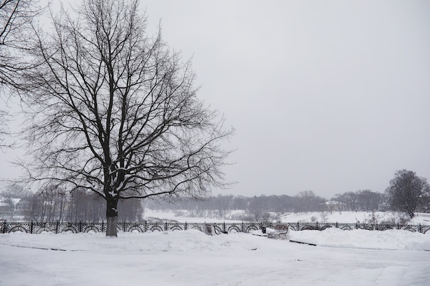 冬の街の風景。雪に覆われたウィンターパーク。都市公園の雪に覆われた木の下のベンチ。