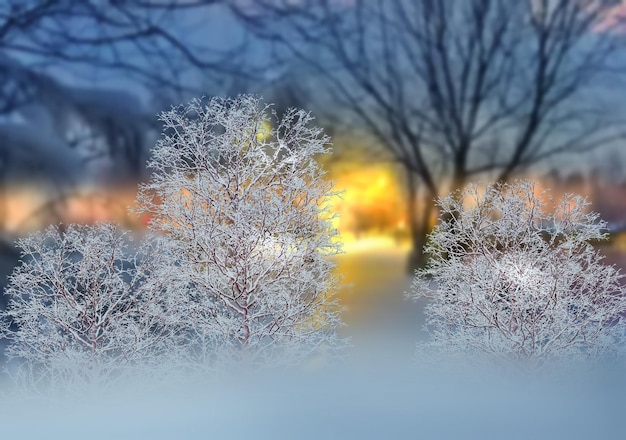 雪に覆われた冬の都市公園の木々、柔らかい夜の街路灯の暖かい光の雪片