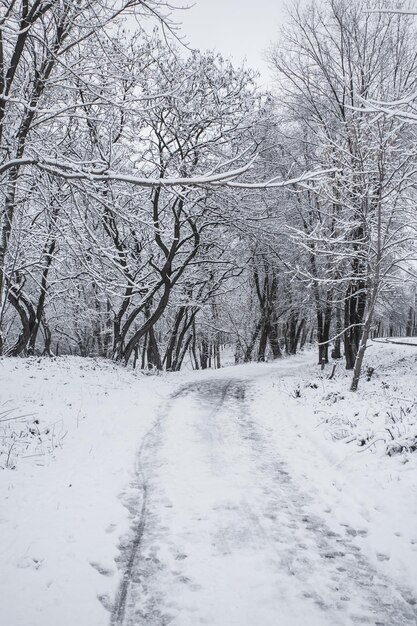 Winter in the city park