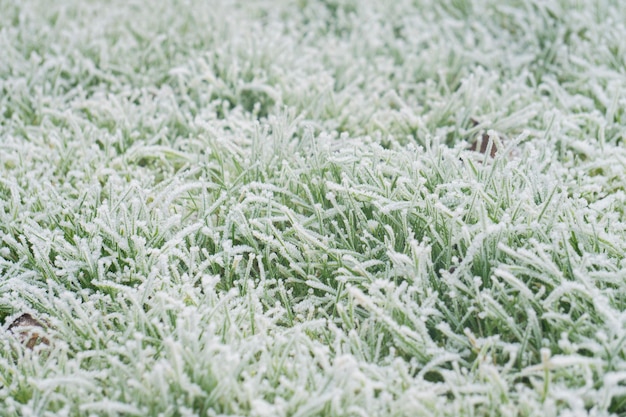 Winter cold frost grass background