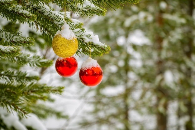 Зимний хвойный лес. На ветке висят два красных новогодних шара и один золотой, припудренный снегом.