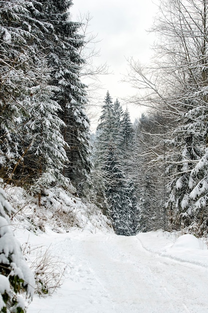 Winter coniferous snowy forest in the afternoon. Vertical frame.