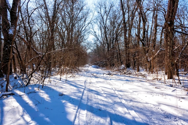 Winter country road passing through the forest