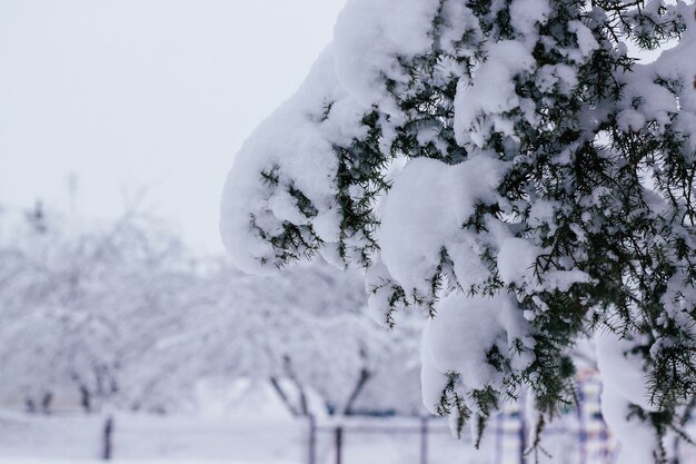 Winter creative background image. Branch of juniper tree, densely covered with caps of snow