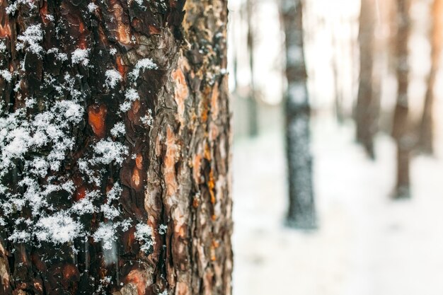 Winter dag. de schors van de boom te midden van een bos van bomen, in de sneeuw