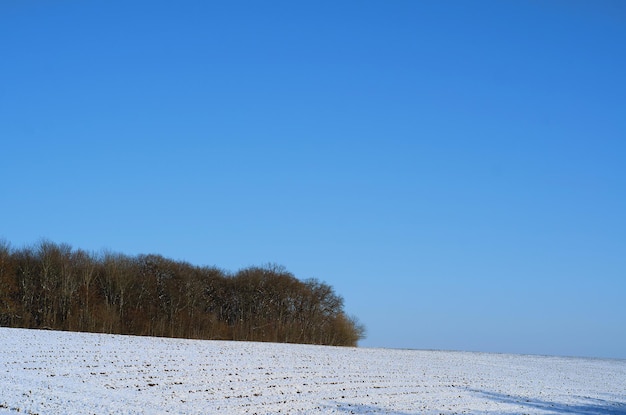 Winter day in the field snowy clear field under the blue sky forest without leaves on the horizon