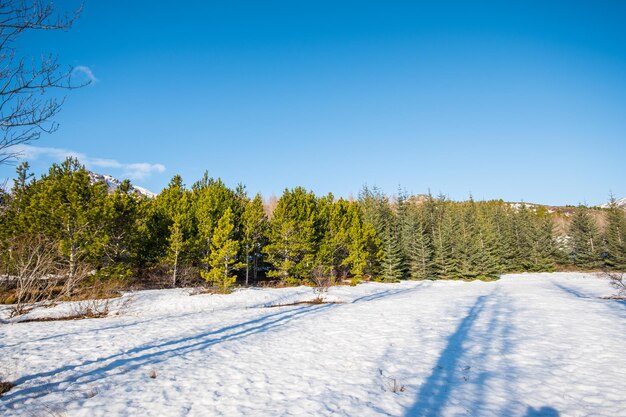 Winter day in the forestry area of Haukafell in Iceland