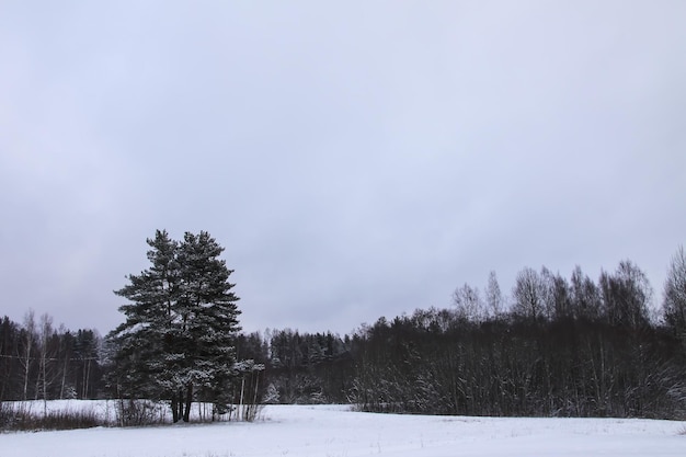 Winter day in Latvia Europe Scenic nature view