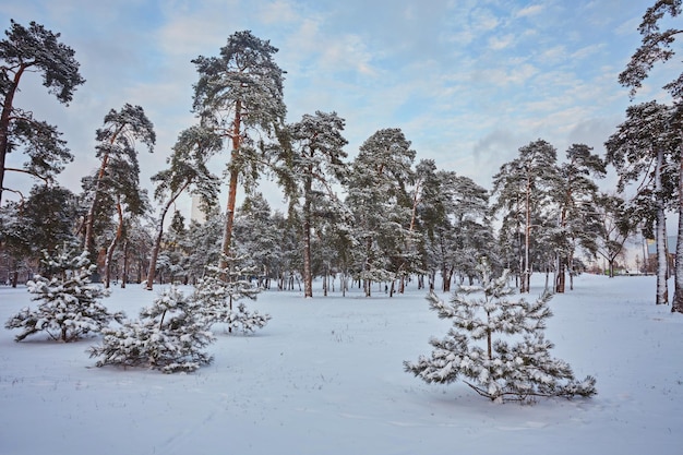 Winter day in a pine forest