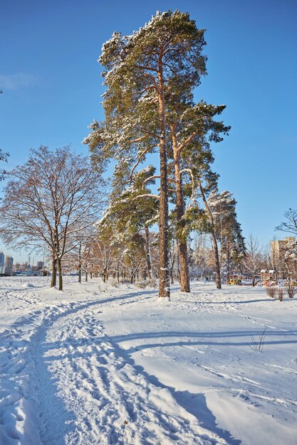 Зимний день в сосновом лесу