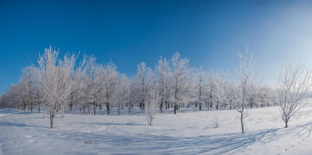 Giornata invernale con cielo azzurro nel bosco, tutti gli alberi coperti di neve bianca, panorama del paesaggio natalizio