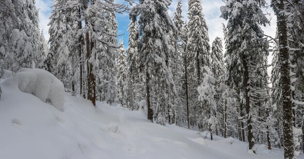 Winter day in woodland, all trees covered with white snow, Christmas landscape. Beautiful frost wood