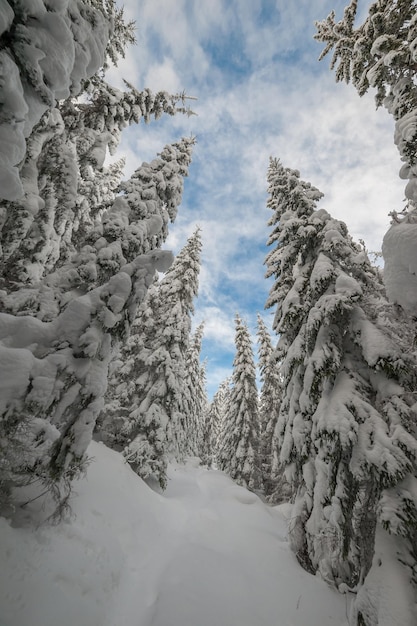 森の冬の日、白い雪に覆われたすべての木々、クリスマスの風景