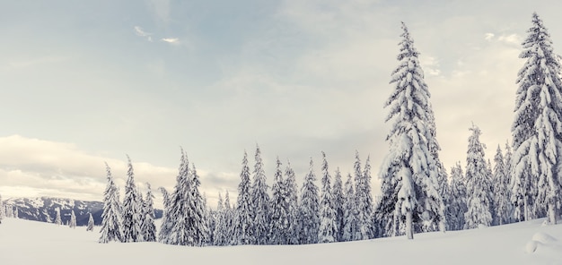 森の冬の日、すべての木が白い雪に覆われています