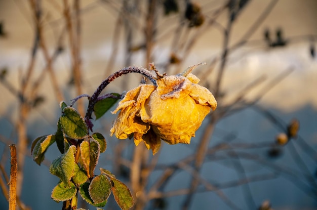 Зимняя декабрьская роза, покрытая инеем в саду.