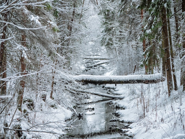 Foresta profonda invernale con un fiume stretto