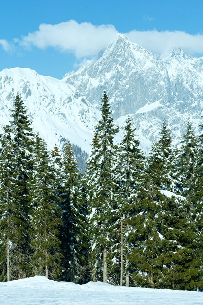 Winter dennenbos besneeuwde berglandschap (top van Papageno bahn - Filzmoos, Oostenrijk)