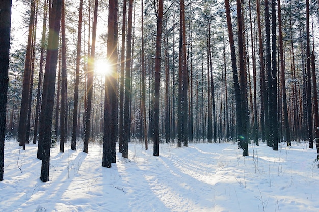 Winter dennenbos op zonnige dag, tussen bomen zie zon