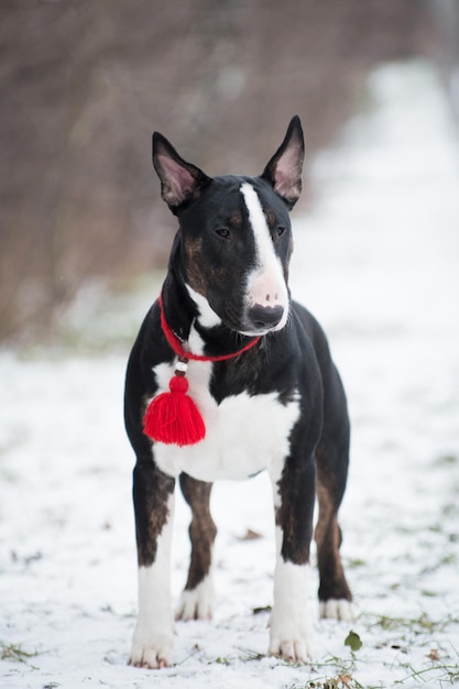 Winter dog bull terrier with a red amulet