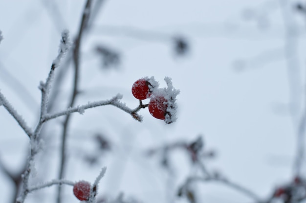 winter dog rose