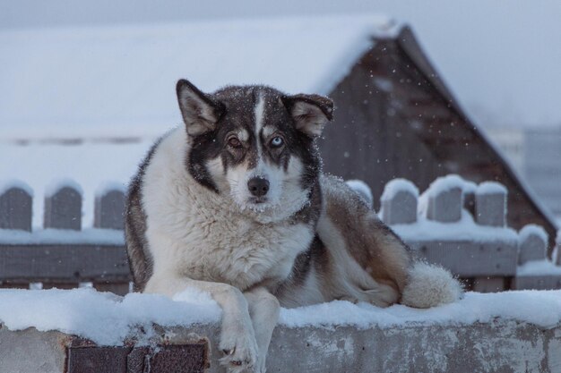 Foto cane d'inverno