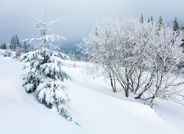 Winter dull country mountain landscape with  fence and fir trees