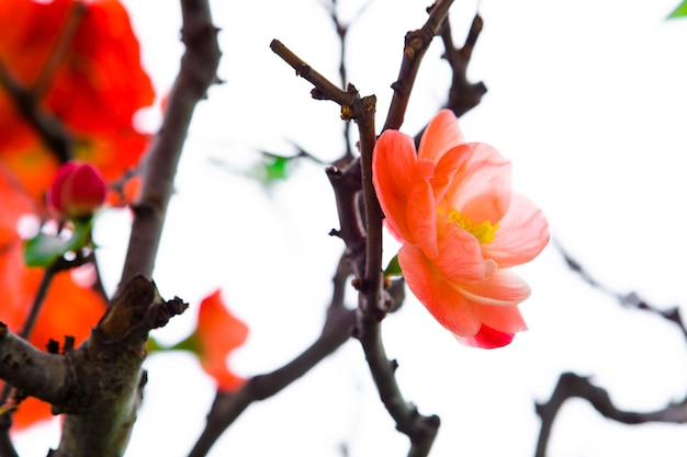 Winter, early spring, pink, longevity plum, plum