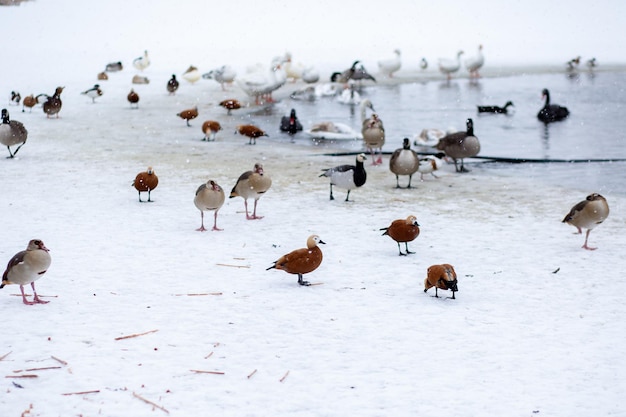 Winter eenden op de vijver in de winter ganzen lopen op het ijs koud