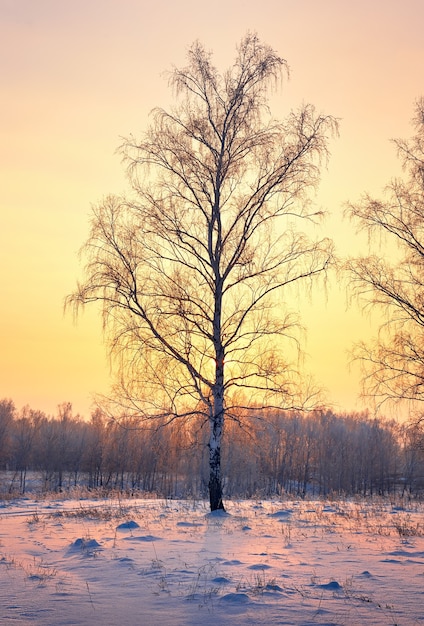 Winter evening in the suburbs. Snow glade in a birch grove, roofs of rural houses in the distance