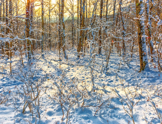 Winter fairy-tale evening forest