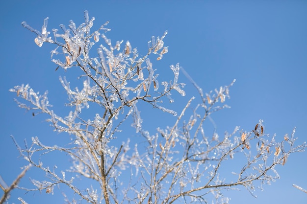 Winter fairy tale Iced Trees