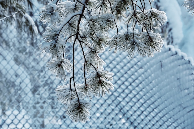 Foto favola di inverno che si occupa della bellezza della natura di bufera di neve