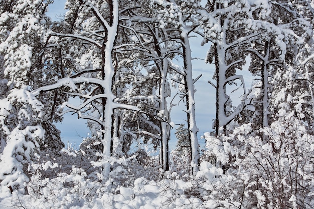 Foto favola di inverno che si occupa della bellezza della natura di bufera di neve