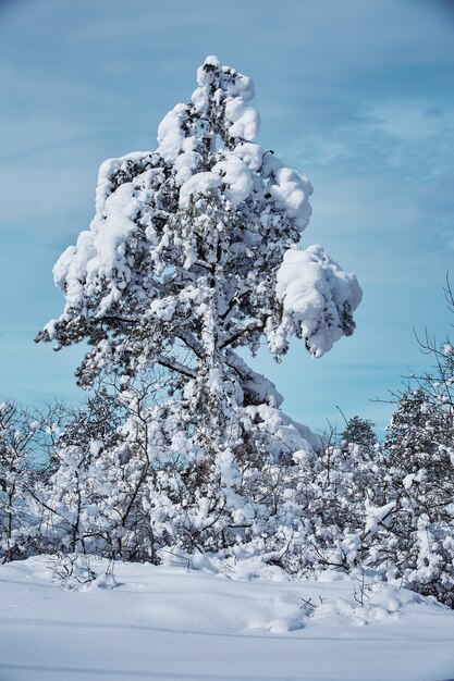 冬のおとぎ話、吹雪の自然の美しさを見て