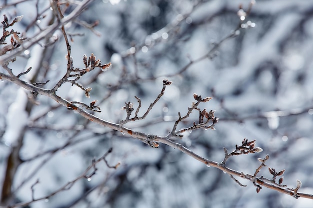 사진 눈보라 자연의 아름다움을 돌보는 겨울 동화